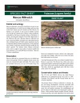 Astragalus humillimus Mancos Milkvetch